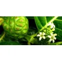Noni juice